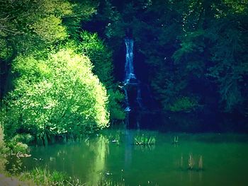 Reflection of trees in lake