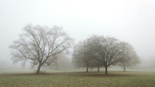 Trees on landscape against sky