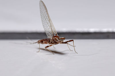 Close-up of insect on table