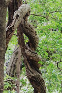 Close-up of tree trunk in forest