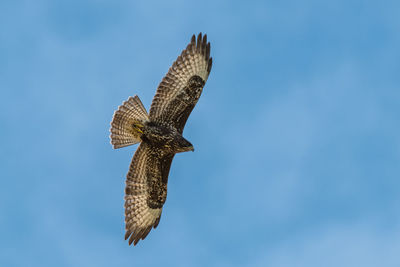 Low angle view of eagle flying