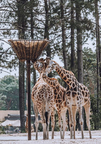 Giraffe standing in forest