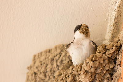 Rear view of bird perching on wall