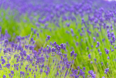 Close-up of purple lavender flowers on field