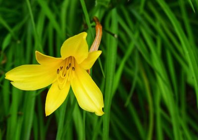 Close-up of yellow lily blooming outdoors