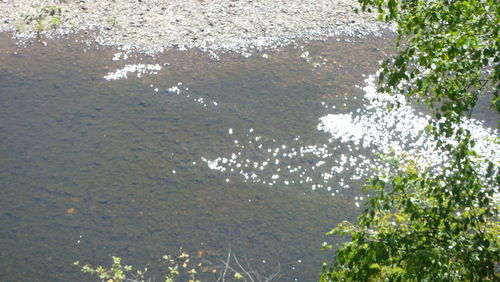 Close-up of plants by water