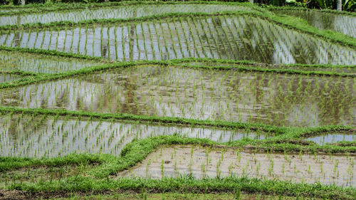 Scenic view of agricultural field