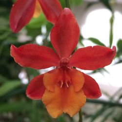 Close-up of red flower