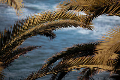 Low angle view of palm tree leaves against sky. tropical summer background. blue sea with palm trees