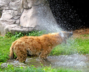 Hyena shaking off the water