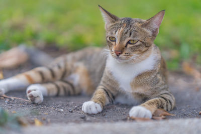 Close-up portrait of a cat