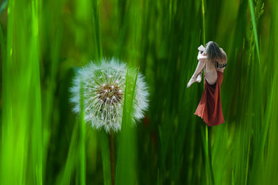 Close-up of dandelion flower on field