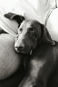 Close-up of dog sleeping on bed at home