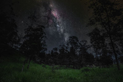 Low angle view of trees on field against sky at night