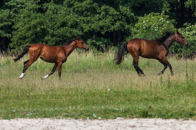 Horses running on field