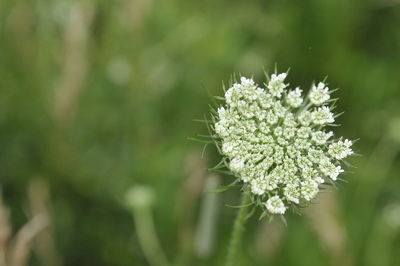 Close-up of white flowering plant