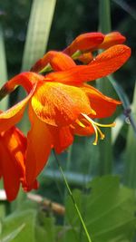 Close-up of orange day lily blooming outdoors