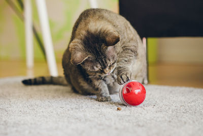 Close-up of cat lying on floor