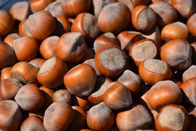 Hazelnut seeds