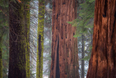 Close-up of trees growing in forest