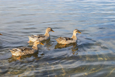 Ducks swimming in lake