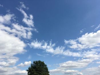 Low angle view of tree against sky