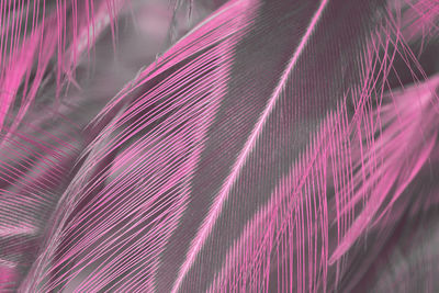 Beautiful pink violet feather pattern texture background