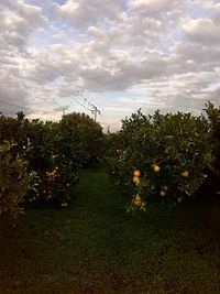 Plants growing on field against cloudy sky