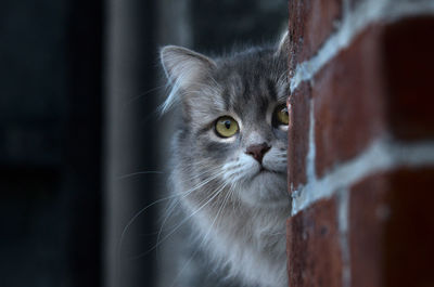 pet