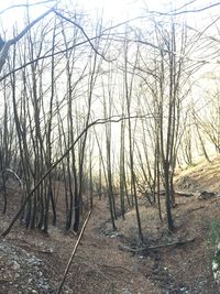 Bare trees in forest