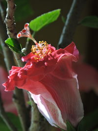 Close-up of insect on red hibiscus