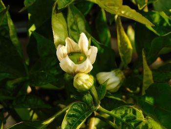 Close-up of rose flower buds on plant