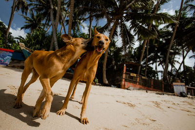 Two stray dogs playing on the beach with palm