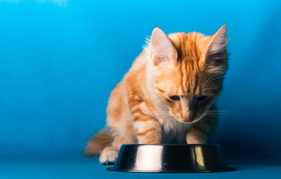 Close-up of a cat over blue background