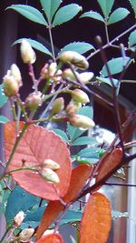 Close-up of leaves against blurred background