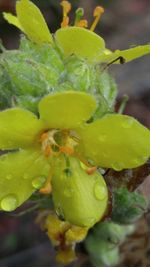 Close-up of yellow flower growing on plant