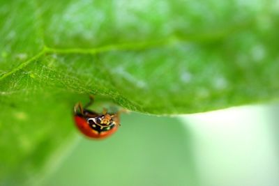 Close-up of ladybug on leaf