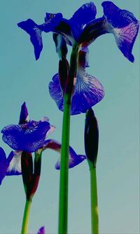 Close-up of flowers against blue sky