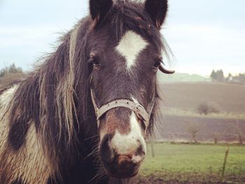 Portrait of horse on field against sky