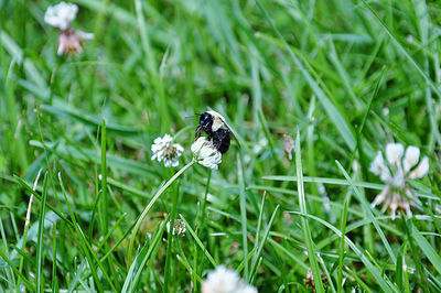 Close-up of bee on clover flower