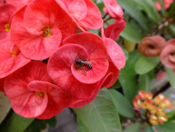 Close-up of bee on red flowers