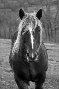 Close-up portrait of horse on field