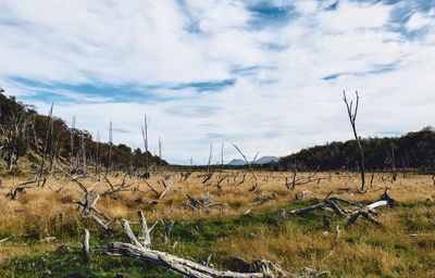 Scenic view of landscape against sky