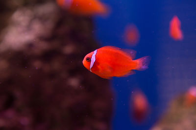 Close-up of fish swimming in sea