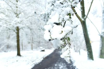 White flowers on snow covered landscape