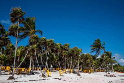 Palm trees on beach against clear blue sky