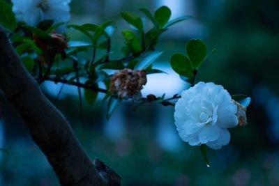 Close-up of white rose