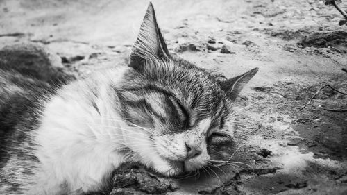 Close-up of cat sleeping on field