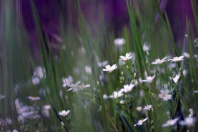 Close-up of white flowering plants on field
