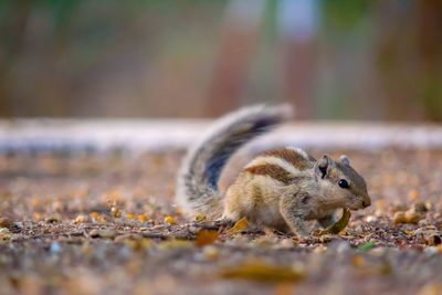 Close-up of squirrel on rock